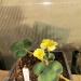 Lukovice: Oxalis luteola, slika1